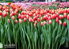 Tulipa Markant (1)